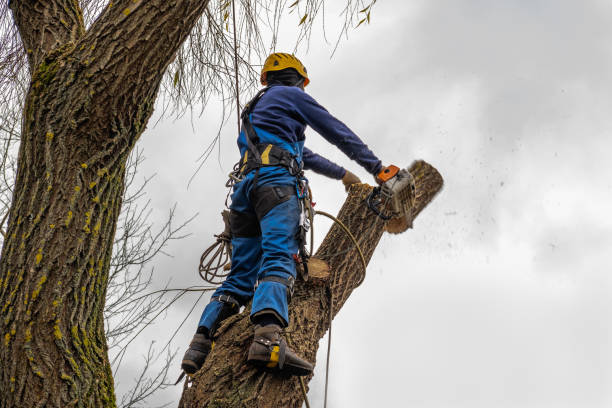 Trusted Ithaca, MI Tree Service Experts